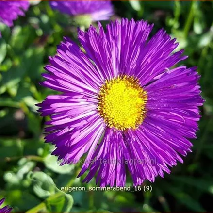 Erigeron 'Sommerabend'