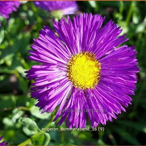 Erigeron 'Sommerabend'