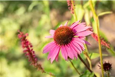 Echinacea purpurea 'Magnus'