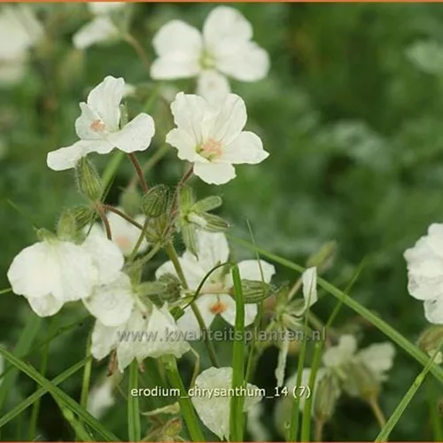 Erodium chrysanthum
