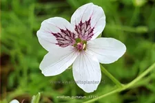 Erodium guttatum