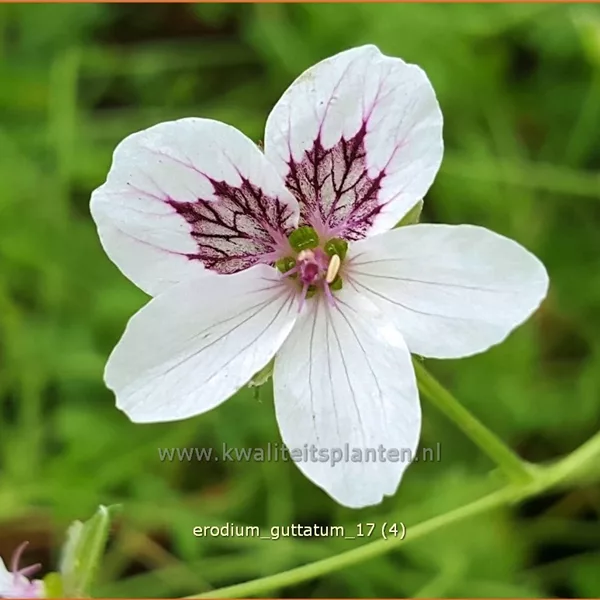 Erodium guttatum