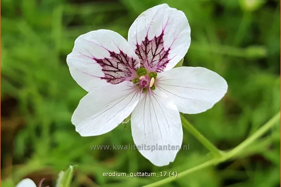 Erodium guttatum