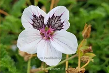 Erodium guttatum