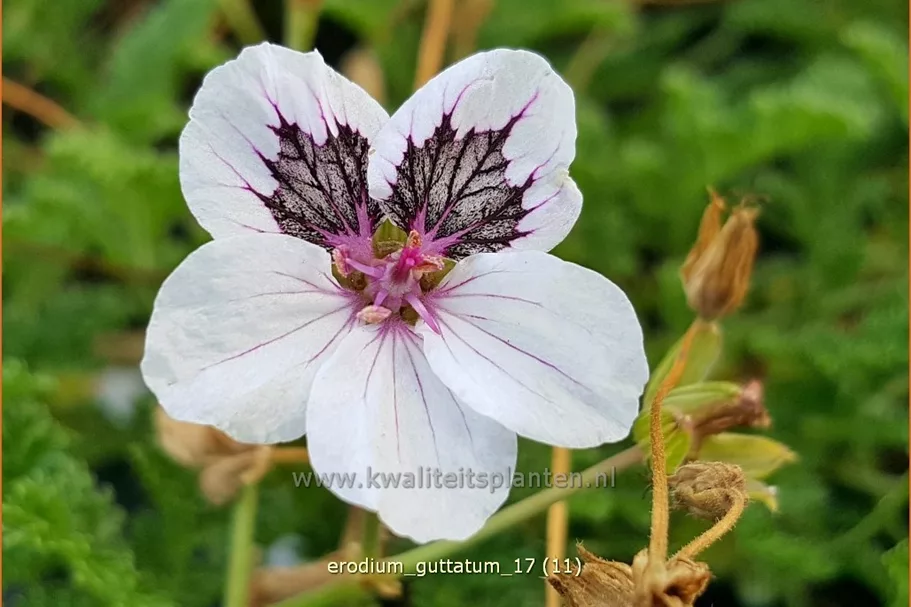 Erodium guttatum