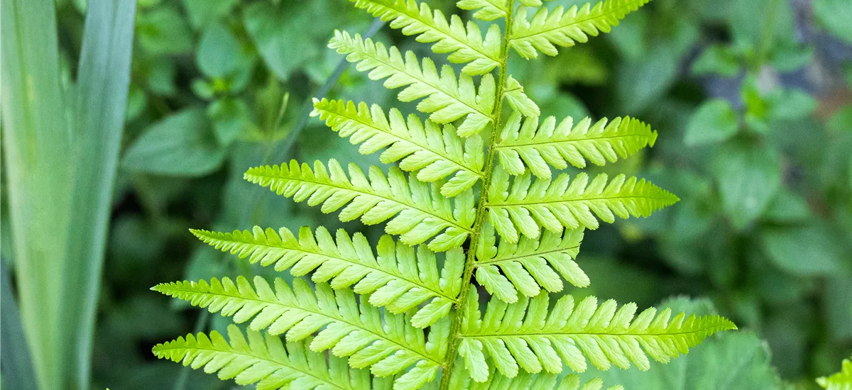 Dryopteris affinis 'Pinderi'