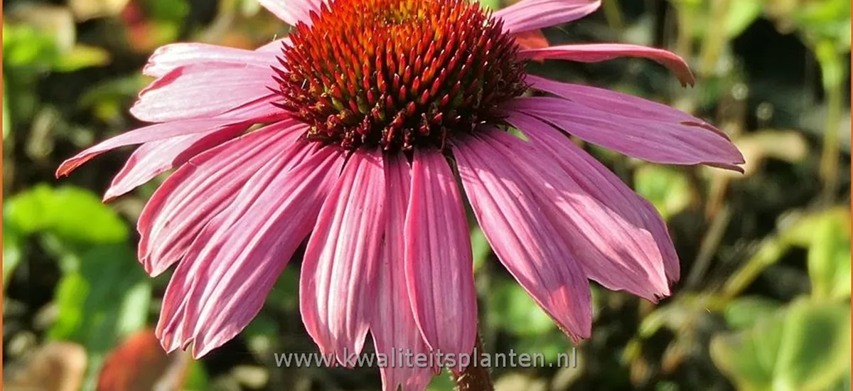 Echinacea purpurea 'Magnus Superior'