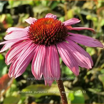 Echinacea purpurea 'Magnus Superior'