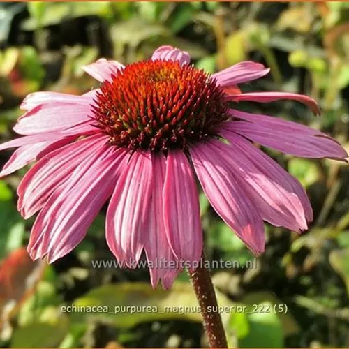 Echinacea purpurea 'Magnus Superior'