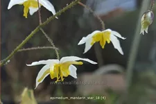 Epimedium 'Mandarin Star'