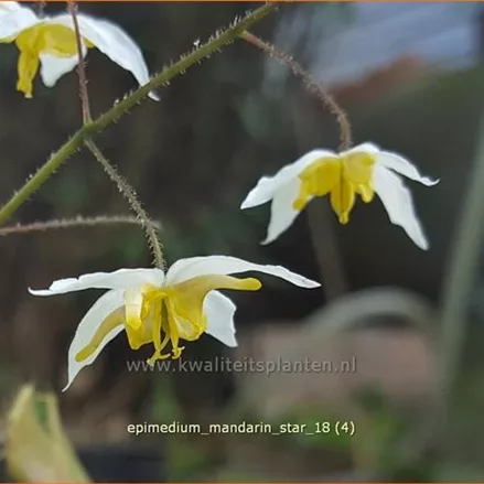 Epimedium 'Mandarin Star'