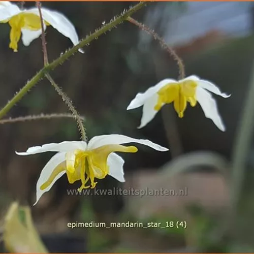 Epimedium 'Mandarin Star'
