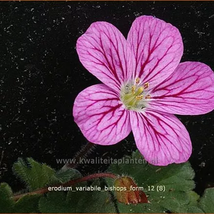 Erodium variabile 'Bishop's Form'
