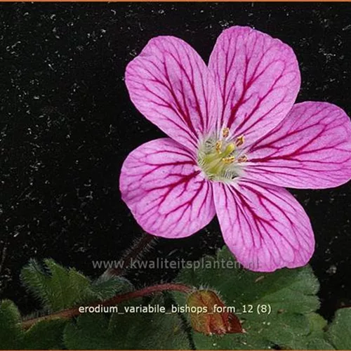 Erodium variabile 'Bishop's Form'
