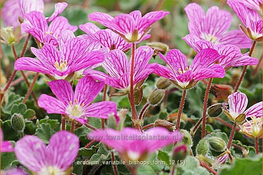 Erodium variabile 'Bishop's Form'
