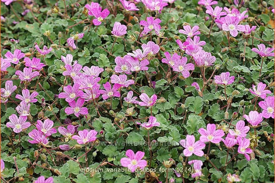 Erodium variabile 'Bishop's Form'
