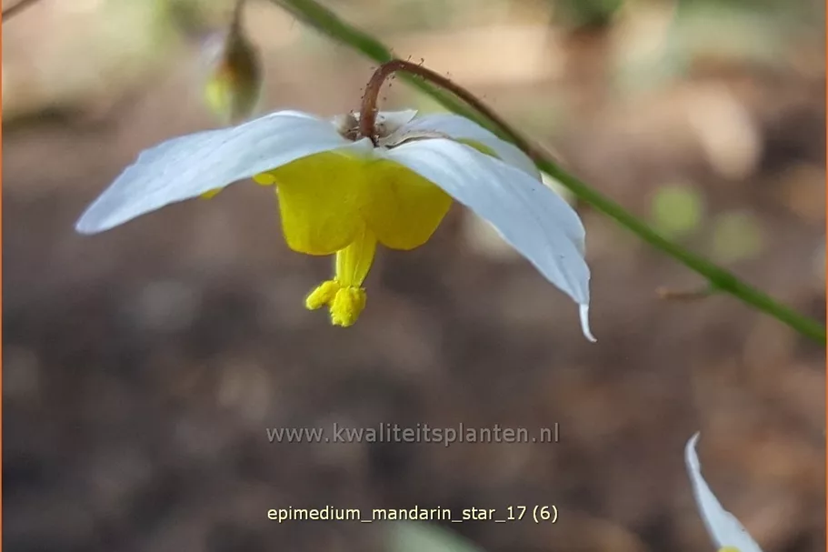 Epimedium 'Mandarin Star'