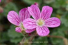 Erodium variabile 'Bishop's Form'