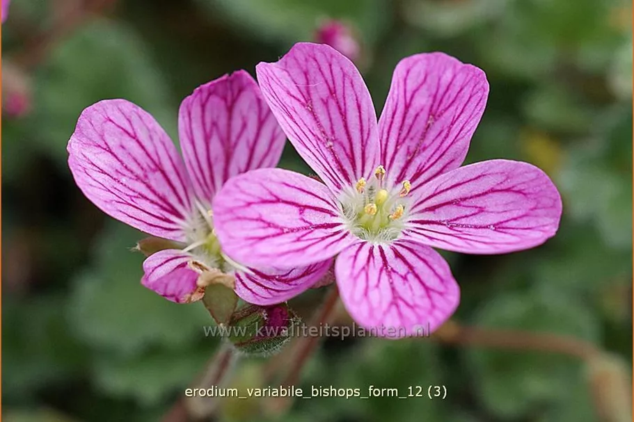 Erodium variabile 'Bishop's Form'