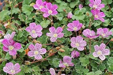 Erodium variabile 'Bishop's Form'