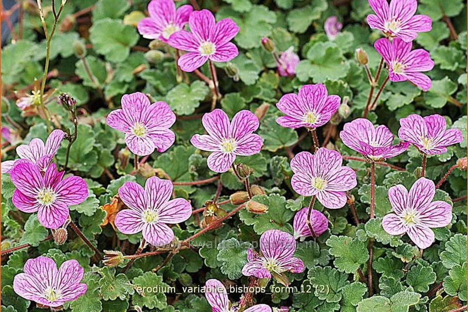 Erodium variabile 'Bishop's Form'