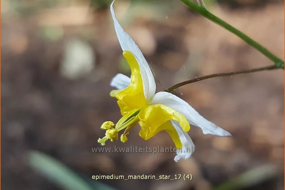 Epimedium 'Mandarin Star'