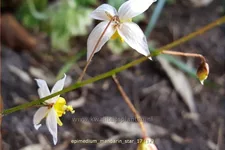 Epimedium 'Mandarin Star'