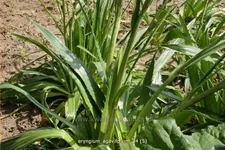 Eryngium agavifolium