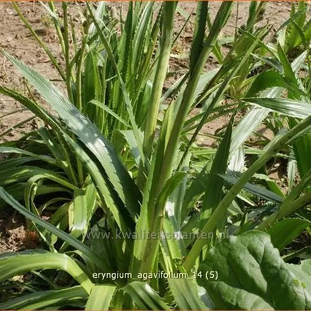 Eryngium agavifolium