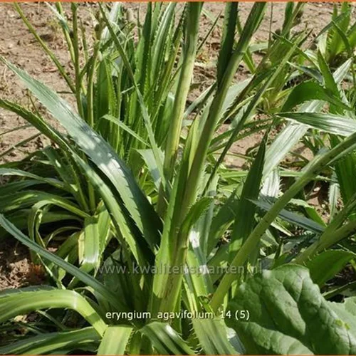 Eryngium agavifolium
