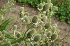 Eryngium agavifolium