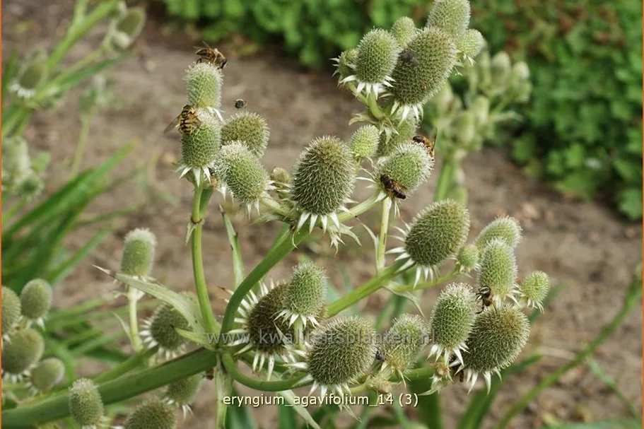 Eryngium agavifolium
