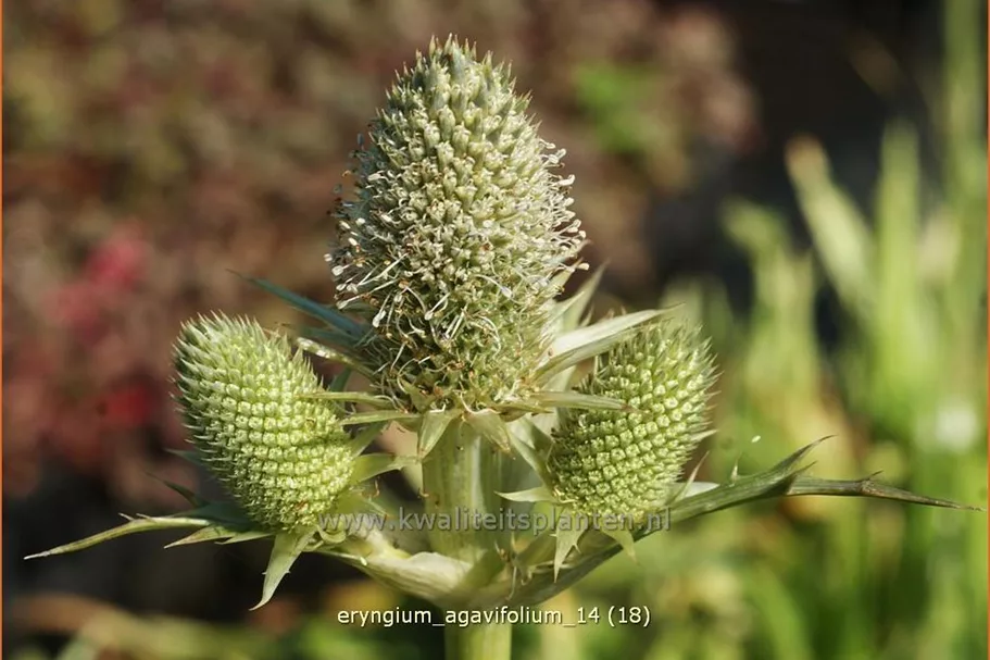 Eryngium agavifolium