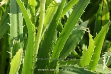 Eryngium agavifolium