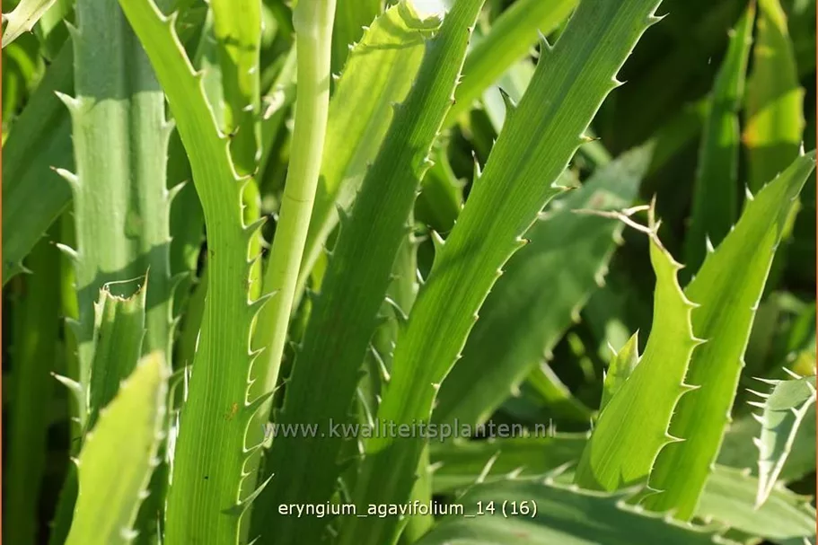 Eryngium agavifolium