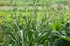 Eryngium agavifolium