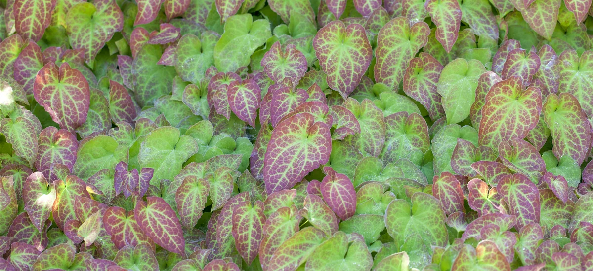 Epimedium x perralchicum 'Frohnleiten'