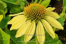 Echinacea purpurea 'Mellow Yellow'