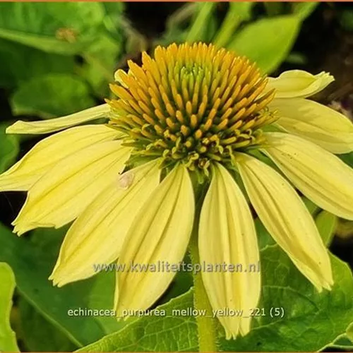 Echinacea purpurea 'Mellow Yellow'