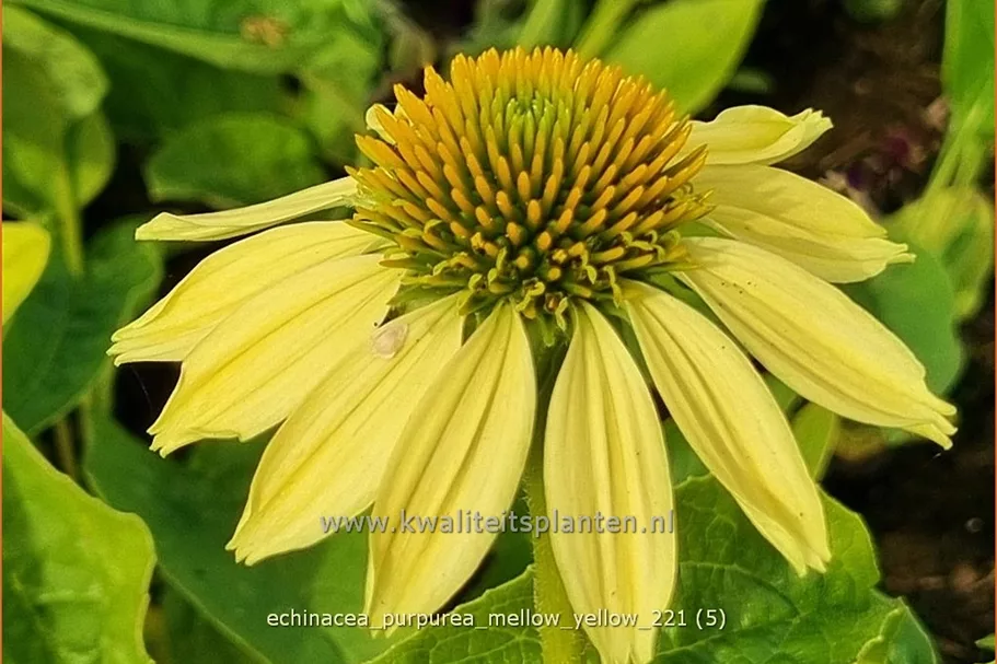 Echinacea purpurea 'Mellow Yellow'