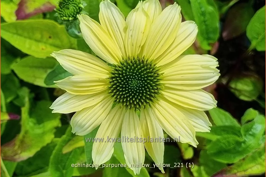 Echinacea purpurea 'Mellow Yellow'