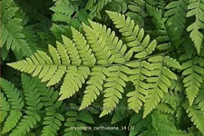 Dryopteris carthusiana