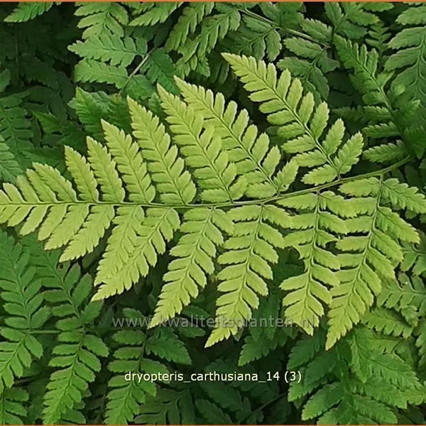 Dryopteris carthusiana