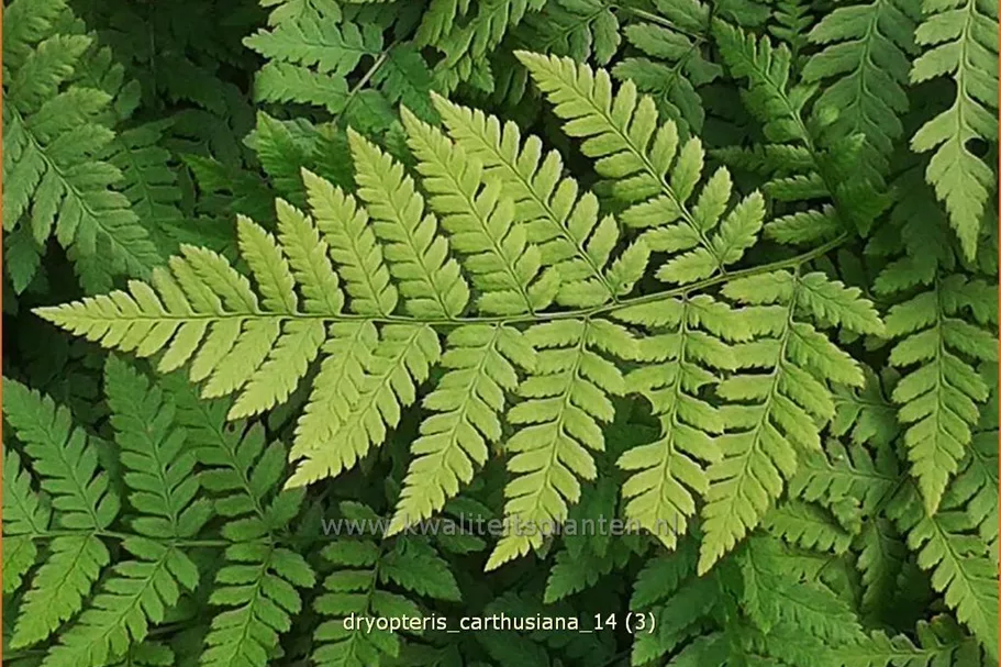 Dryopteris carthusiana