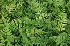 Dryopteris carthusiana