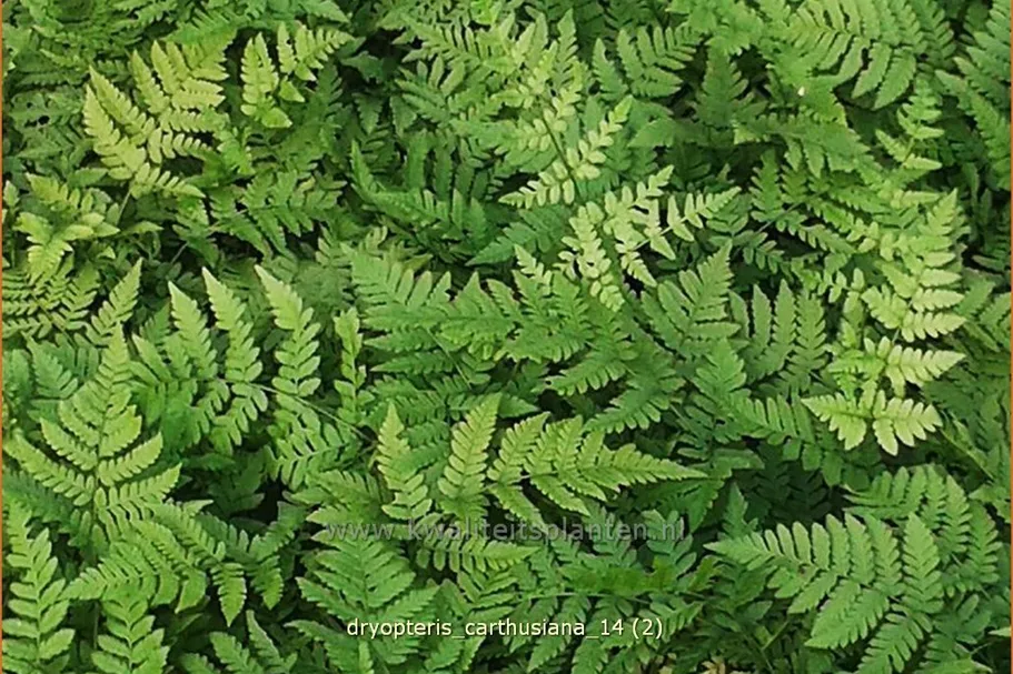 Dryopteris carthusiana