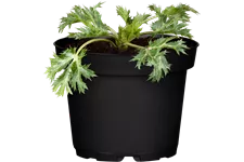 Eryngium x zabelii 'Big Blue'