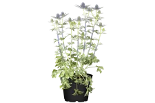 Eryngium x zabelii 'Big Blue'
