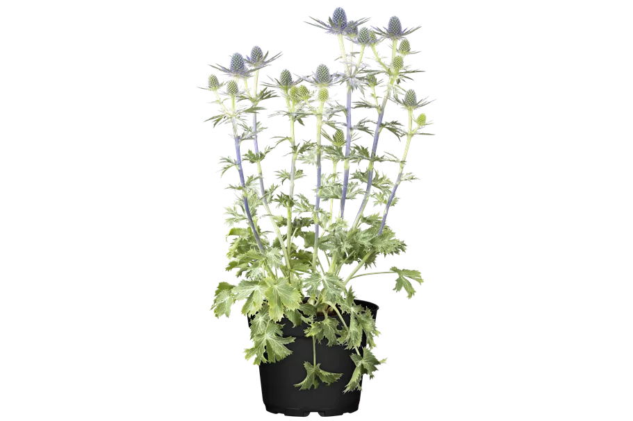Eryngium x zabelii 'Big Blue'