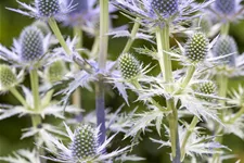 Eryngium x zabelii 'Big Blue'